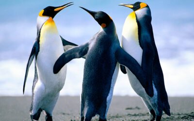 OpenStation Blog: Drag, Drop, Preview: How a Post Gets Written in OpenStation