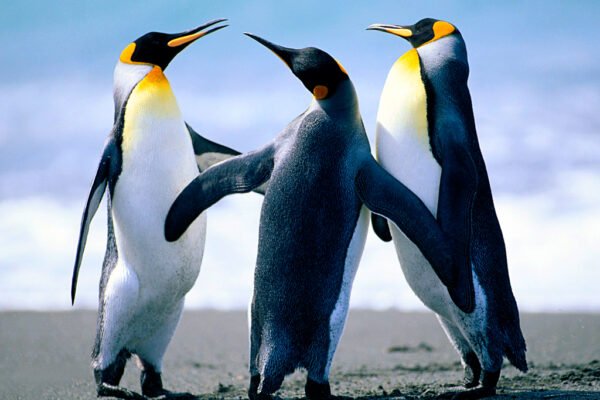 OpenStation Blog: Drag, Drop, Preview: How a Post Gets Written in OpenStation